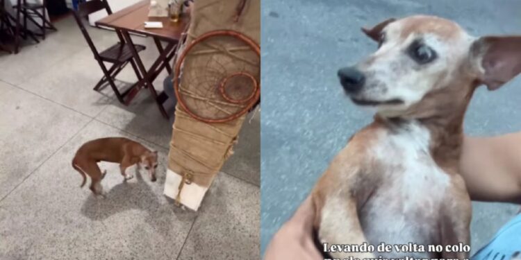 Cachorro cachaceiro é encontrado no bar e bronca hilária explode nas redes