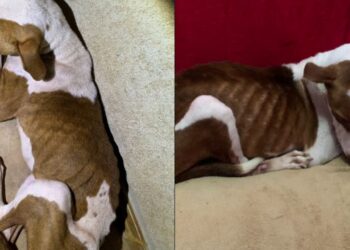 História emocionante de pitbull que venceu abandono e encontrou um lar amoroso