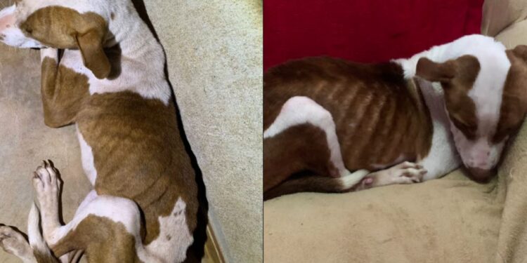 História emocionante de pitbull que venceu abandono e encontrou um lar amoroso