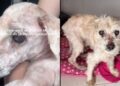 Cachorro idoso passa anos abandonado e finalmente encontra lar cheio de cuidado