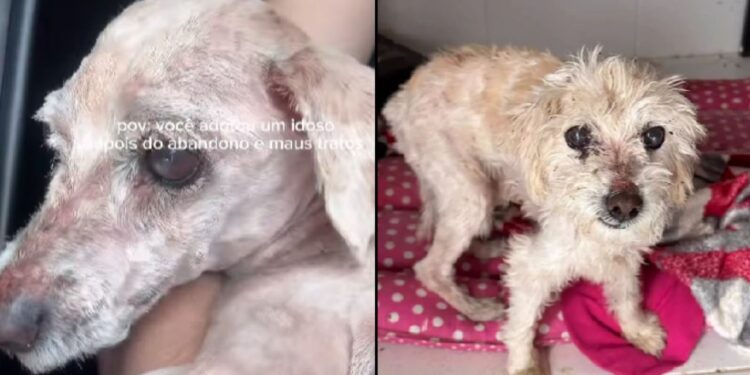 Cachorro idoso passa anos abandonado e finalmente encontra lar cheio de cuidado