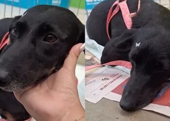 Cachorrinha aguarda adotante que prometeu voltar e nunca mais apareceu no abrigo