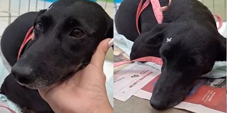 Cachorrinha aguarda adotante que prometeu voltar e nunca mais apareceu no abrigo