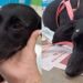 Cachorrinha aguarda adotante que prometeu voltar e nunca mais apareceu no abrigo