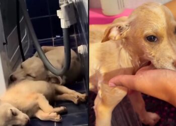 Deus atolou meu carro: o dia em que um contratempo na estrada transformou a vida de um chef — e salvou duas filhotes invisíveis ao mundo