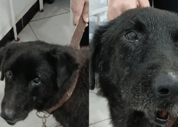 “Obrigado por não desistirem de mim”: o dia em que o Boquinha deixou o abrigo e recuperou a alegria que tinha perdido ao encontrar uma família