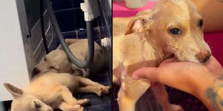 Deus atolou meu carro: o dia em que um contratempo na estrada transformou a vida de um chef — e salvou duas filhotes invisíveis ao mundo