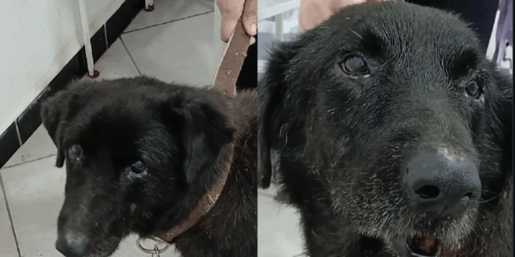 “Obrigado por não desistirem de mim”: o dia em que o Boquinha deixou o abrigo e recuperou a alegria que tinha perdido ao encontrar uma família