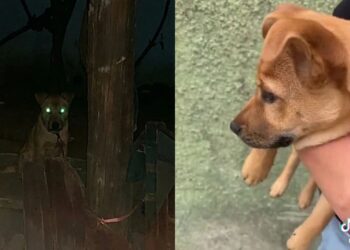 Amarrada no escuro: a virada na vida de Olivia expõe a crueldade do abandono de animais no Brasil