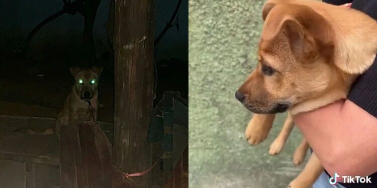 Amarrada no escuro: a virada na vida de Olivia expõe a crueldade do abandono de animais no Brasil
