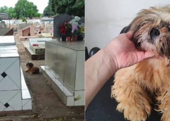 Cachorrinha que guardou o túmulo do tutor por 10 meses  expõe uma verdade incômoda sobre o luto dos cães