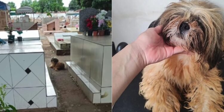 Cachorrinha que guardou o túmulo do tutor por 10 meses  expõe uma verdade incômoda sobre o luto dos cães