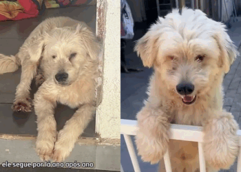 Desde filhote, interessados sempre desistem em adotar esse cãozinho: “Ele é o mais amoroso do abrigo”