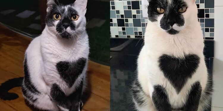 Gato SRD de Minas Gerais encanta público e ganha título de mais bonito do Brasil