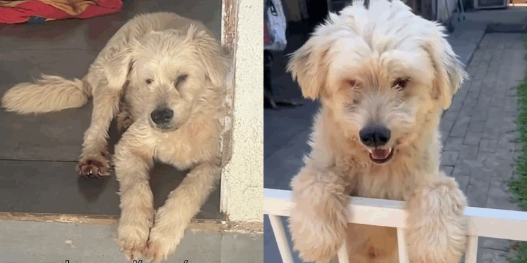 Desde filhote, interessados sempre desistem em adotar esse cãozinho: “Ele é o mais amoroso do abrigo”