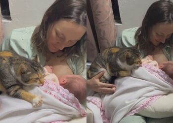 Gato amassa pãozinho para dar boas-vindas ao bebê e cena encanta a família