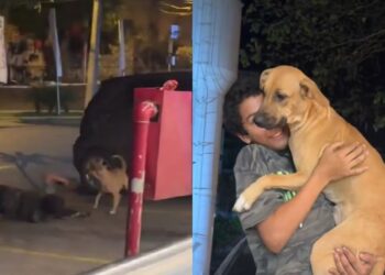 Menino do farol emociona ao trabalhar acompanhado do seu cachorro