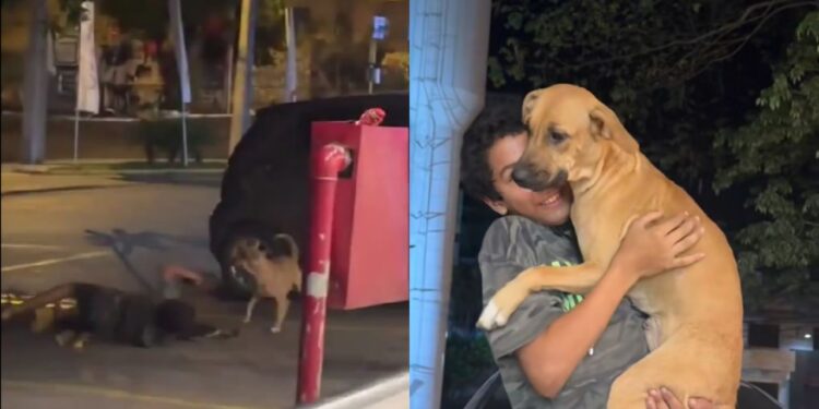 Menino do farol emociona ao trabalhar acompanhado do seu cachorro