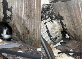 Gatinhas presas em telhado alto são resgatadas com cuidado e atenção em Cabo Frio