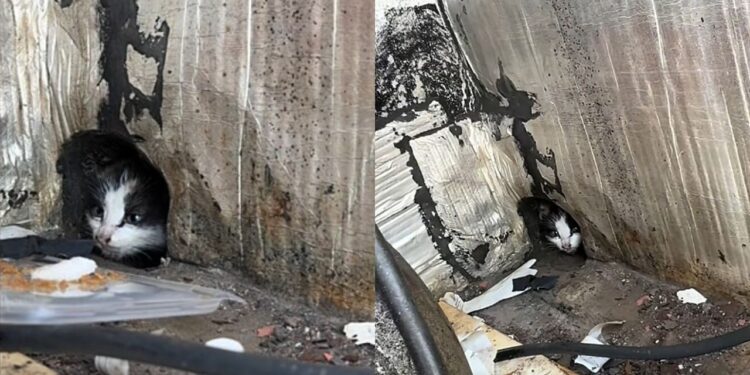 Gatinhas presas em telhado alto são resgatadas com cuidado e atenção em Cabo Frio