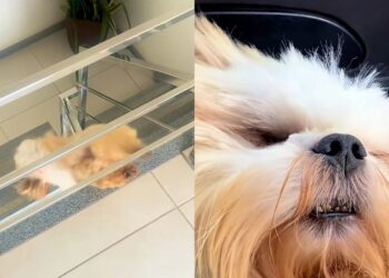 Salto inesperado de um shih-tzu ceguinho quase assusta a tutora em casa