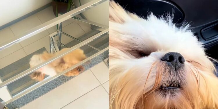 Salto inesperado de um shih-tzu ceguinho quase assusta a tutora em casa