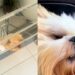 Salto inesperado de um shih-tzu ceguinho quase assusta a tutora em casa