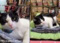 “Adotei um gato para o meu gato”: gato mostra indignação ao conhecer filhote e conquista as redes com reação hilária