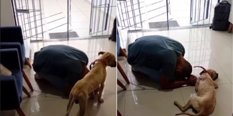 Veterinária atende cachorrinha de tutor sem dinheiro e mostra como solidariedade pode salvar vidas de animais