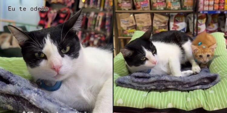 “Adotei um gato para o meu gato”: gato mostra indignação ao conhecer filhote e conquista as redes com reação hilária