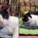 “Adotei um gato para o meu gato”: gato mostra indignação ao conhecer filhote e conquista as redes com reação hilária