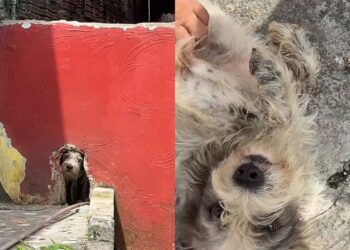 Cadela esquecida por meses é resgatada e ganha uma vida cheia de afeto