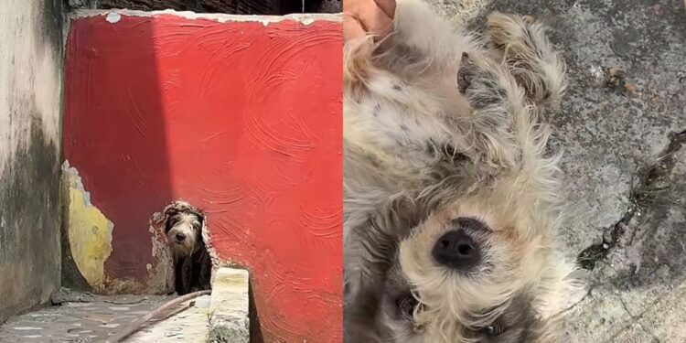 Cadela esquecida por meses é resgatada e ganha uma vida cheia de afeto