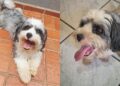A história de um cão devolvido dias depois mostra a importância da adoção responsável