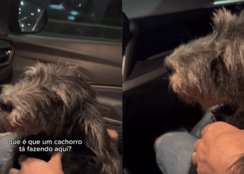 Cadelinha assustada recebe cuidado e reabilitação após resgate e conquista confiança para adoção