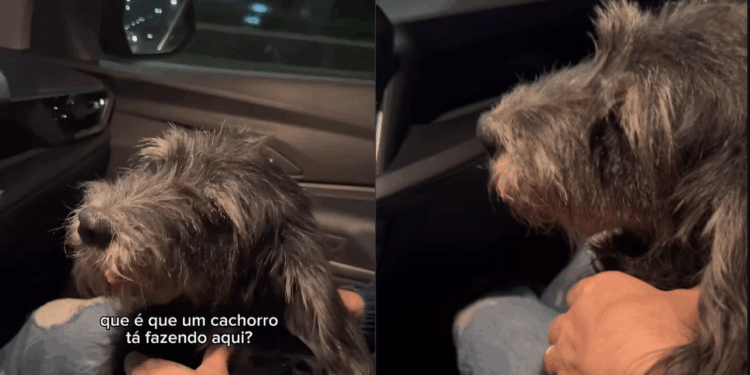 Cadelinha assustada recebe cuidado e reabilitação após resgate e conquista confiança para adoção