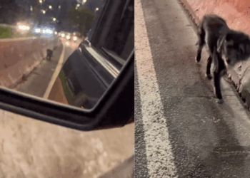 Cadelinha assustada recebe cuidado e reabilitação após resgate e conquista confiança para adoção