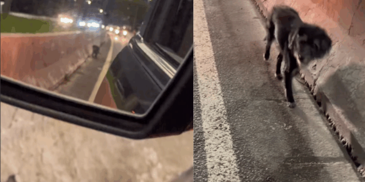 Cadelinha assustada recebe cuidado e reabilitação após resgate e conquista confiança para adoção