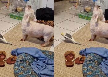 Shih-Tzu tenta cantar junto com calopsita e dueto inesperado diverte a internet