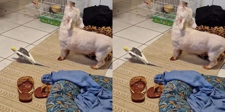 Shih-Tzu tenta cantar junto com calopsita e dueto inesperado diverte a internet