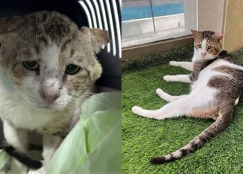 Gato marcado pelas ruas encontra um lar que transformou sua vida para sempre