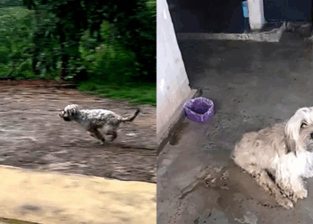 Cão resgatado com trauma na coluna volta a andar com fisioterapia, amor e rotina estruturada de cuidados