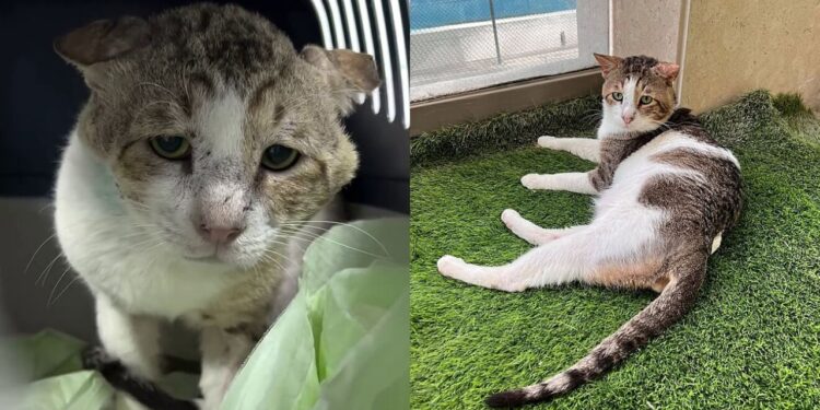 Gato marcado pelas ruas encontra um lar que transformou sua vida para sempre