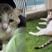 Gato marcado pelas ruas encontra um lar que transformou sua vida para sempre