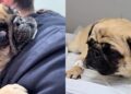 Pug fica clinicamente morta por minutos e história de superação emociona a internet