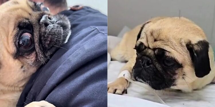 Pug fica clinicamente morta por minutos e história de superação emociona a internet