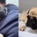 Pug fica clinicamente morta por minutos e história de superação emociona a internet