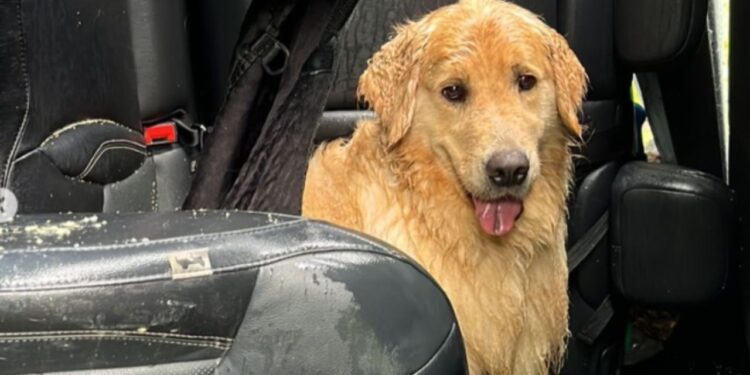 História de cão e gato ilesos após capotamento comove as redes sociais e abre alerta sobre segurança de animais na estrada
