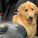 História de cão e gato ilesos após capotamento comove as redes sociais e abre alerta sobre segurança de animais na estrada