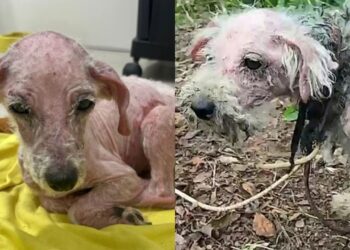 Família supera luto de quase 10 anos com a adoção de uma poodle resgatada